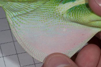 Media type: image;   Herpetology R-189458